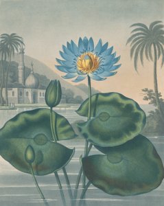 द ब्लू इजिप्टियन वॉटर लिली, 11 सितंबर, 1804।